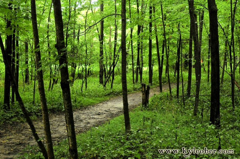 Forest Path